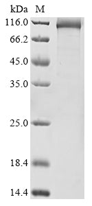 Greater than 85% as determined by SDS-PAGE.Recombinant Human Dna Polymerase Theta (POLQ) Protein (His&Flag)