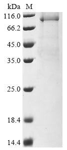 Greater than 85% as determined by SDS-PAGE.Recombinant Human Dna Polymerase Theta (POLQ) Protein (His&Flag)
