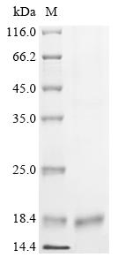 Greater than 90% as determined by SDS-PAGE.