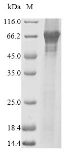 Greater than 85% as determined by SDS-PAGE.Recombinant Human Peroxisome Proliferator-Activated Receptor Alpha (PPARA) Protein (His&Myc)