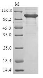Greater than 85% as determined by SDS-PAGE.Recombinant Human Perforin-1 (PRF1) Protein (MBP&His)