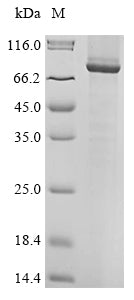Greater than 85% as determined by SDS-PAGE.Recombinant Human Receptor-Type Tyrosine-Protein Phosphatase T (PTPRT) Protein (His)