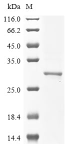 Greater than 85% as determined by SDS-PAGE.Recombinant Human Ras-Related Protein Rab-10 (RAB10) Protein (His&Myc)