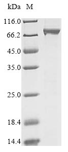 Greater than 85% as determined by SDS-PAGE.Recombinant Human Atp-Dependent Dna Helicase Q1 (RECQL) Protein (His)