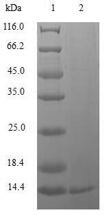 Greater than 85% as determined by SDS-PAGE.Recombinant Human Replication Factor C Subunit 1 (RFC1) Protein (His&Myc)