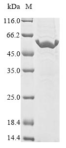 Greater than 85% as determined by SDS-PAGE.Recombinant Human Ribonuclease 4 (RNASE4) Protein (MBP&His)