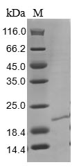 Greater than 85% as determined by SDS-PAGE.Recombinant Human Ribonuclease 4 (RNASE4) Protein (His&Myc)