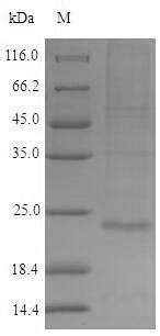 Greater than 85% as determined by SDS-PAGE.Recombinant Human Ring Finger Protein 11 (RNF11) Protein (His)