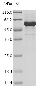 Greater than 85% as determined by SDS-PAGE.Recombinant Human Nuclear Receptor Ror-Alpha (RORA) Protein (His&Myc)