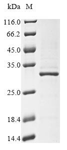 Greater than 85% as determined by SDS-PAGE.Recombinant Human 40S Ribosomal Protein S9 (RPS9) Protein (His&Myc)