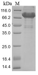 Greater than 85% as determined by SDS-PAGE.