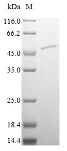 Greater than 90% as determined by SDS-PAGE.Recombinant Mouse Plasma Serine Protease Inhibitor (SERPINA5) Protein (His)