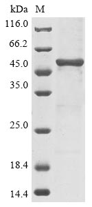 Greater than 85% as determined by SDS-PAGE.