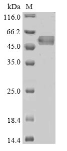 Greater than 85% as determined by SDS-PAGE.