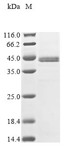 Greater than 85% as determined by SDS-PAGE.Recombinant Human Sestrin-3 (SESN3) Protein (His&Myc)