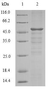 Greater than 90% as determined by SDS-PAGE.Recombinant Mouse Set Domain-Containing Protein 4 (SETD4) Protein (His)