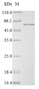 Greater than 85% as determined by SDS-PAGE.Recombinant Human Mothers Against Decapentaplegic Homolog 3 (SMAD3) Protein (His)