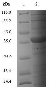 Greater than 85% as determined by SDS-PAGE.Recombinant Mouse Survival Motor Neuron Protein (SMN1) Protein (His&Myc)