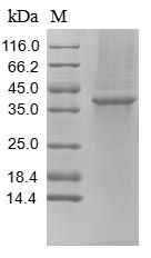 Greater than 85% as determined by SDS-PAGE.