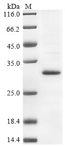 Greater than 85% as determined by SDS-PAGE.