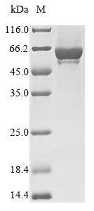 Greater than 85% as determined by SDS-PAGE.Recombinant Human Toll-Like Receptor 4 (TLR4) Protein (His)