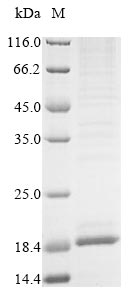 Greater than 85% as determined by SDS-PAGE.Recombinant Pongo Abelii Transmembrane Protein 168 (TMEM168) Protein (His&Myc)
