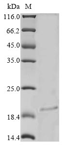 Greater than 85% as determined by SDS-PAGE.