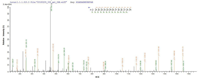 Based on the SEQUEST from database of Baculovirus host and target protein, the LC-MS/MS Analysis result of this product could indicate that this peptide derived from Baculovirus-expressed Oryctolagus cuniculus (Rabbit) TPM1.
