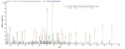 Based on the SEQUEST from database of Baculovirus host and target protein, the LC-MS/MS Analysis result of this product could indicate that this peptide derived from Baculovirus-expressed Oryctolagus cuniculus (Rabbit) TPM1.