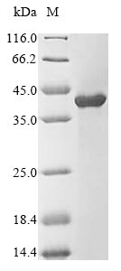 Greater than 85% as determined by SDS-PAGE.