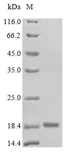 Greater than 85% as determined by SDS-PAGE.Recombinant Rat Thyrotropin Subunit Beta (TSHB) Protein (His&Myc)