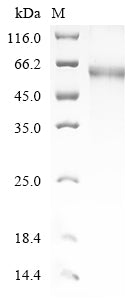 Greater than 85% as determined by SDS-PAGE.Recombinant Human Thyrotropin Receptor (TSHR) Protein (His)