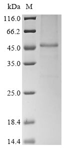 Greater than 85% as determined by SDS-PAGE.Recombinant Mouse Thyrotropin Receptor (TSHR) Protein (His)