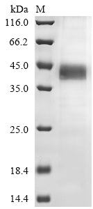 Greater than 85% as determined by SDS-PAGE.Recombinant Mouse Protein Wnt-4 (WNT4) Protein (His)