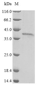 Greater than 85% as determined by SDS-PAGE.