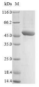 Greater than 85% as determined by SDS-PAGE.