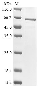 Greater than 85% as determined by SDS-PAGE.Recombinant Anopheles Gambiae Acetylcholinesterase (ACE) Protein (His)