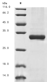 Greater than 85% as determined by SDS-PAGE.