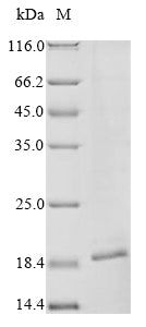 Greater than 85% as determined by SDS-PAGE.Recombinant Vaccinia Virus Protein A33 (A33R) Protein (His&Myc)