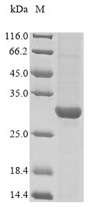 Greater than 85% as determined by SDS-PAGE.Recombinant Nc-Digchim-324430 Protein (His&Myc)