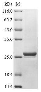 Greater than 85% as determined by SDS-PAGE.