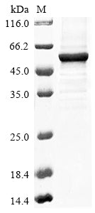 Greater than 85% as determined by SDS-PAGE.
