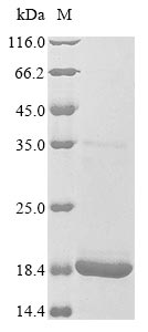 Greater than 85% as determined by SDS-PAGE.