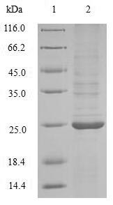 Greater than 90% as determined by SDS-PAGE.Recombinant Avena Sativa Endochitinase Protein (His&Myc)