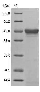 Greater than 85% as determined by SDS-PAGE.Recombinant Drosophila Melanogaster Stress-Activated Protein Kinase Jnk (BSK) Protein (His)