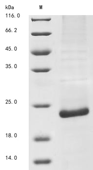 Greater than 85% as determined by SDS-PAGE.Recombinant Bovine Viral Diarrhea Virus Genome Polyprotein Protein (His)