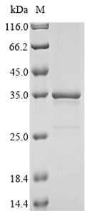 Greater than 85% as determined by SDS-PAGE.
