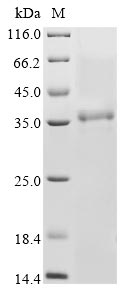 Greater than 85% as determined by SDS-PAGE.