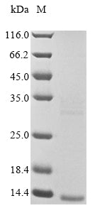 Greater than 85% as determined by SDS-PAGE.Recombinant Leiurus Hebraeus Beta-Mammal/Insect Toxin Lqhb1 Protein (His&Myc)