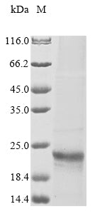 Greater than 85% as determined by SDS-PAGE.